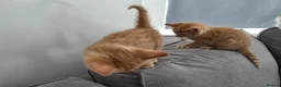 Mixed Breed cats for sale: Two ginger kittens for sale  in Kingston upon Thames - Advert 2