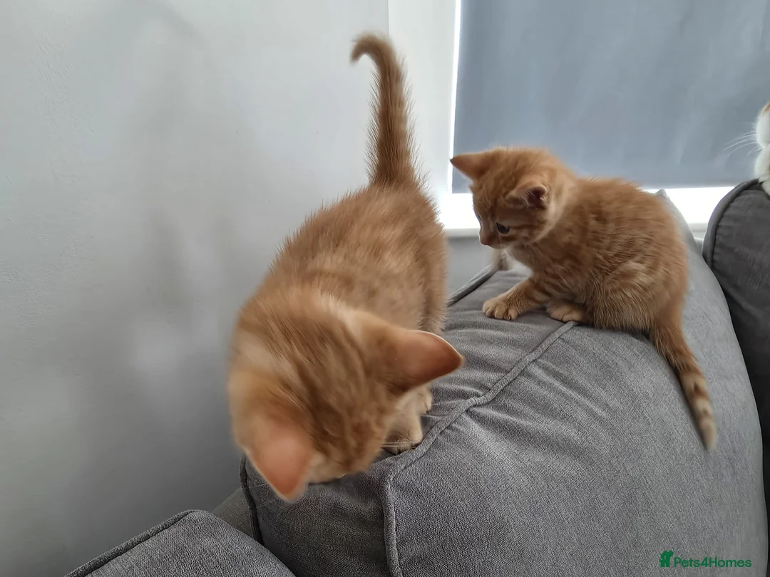 Mixed Breed cats for sale: Two ginger kittens for sale  in Kingston upon Thames - Advert 2