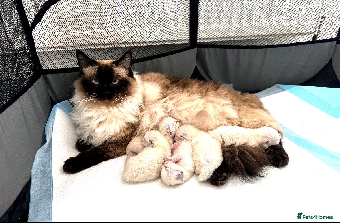 Ragdoll cats 3 Ragdoll kittens available - Advert 1