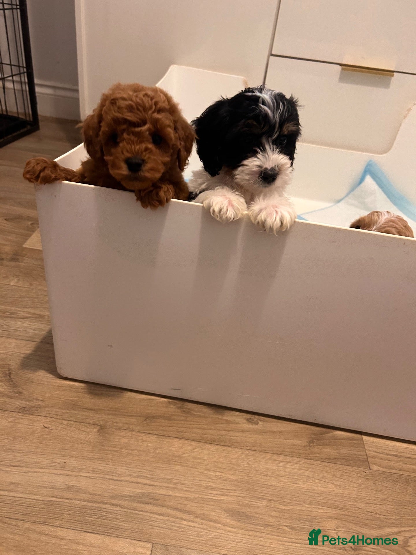 Cavapoo dogs for sale: Cavapoo males and female  - Advert 2