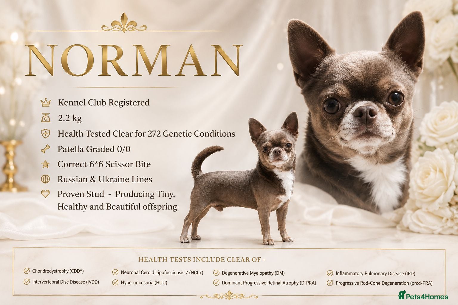 Chihuahua dogs KC reg-Health tested-PROVEN  - Advert 4