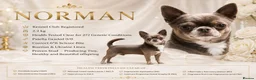 Chihuahua dogs for stud: KC reg-Health tested-PROVEN  - Advert 1