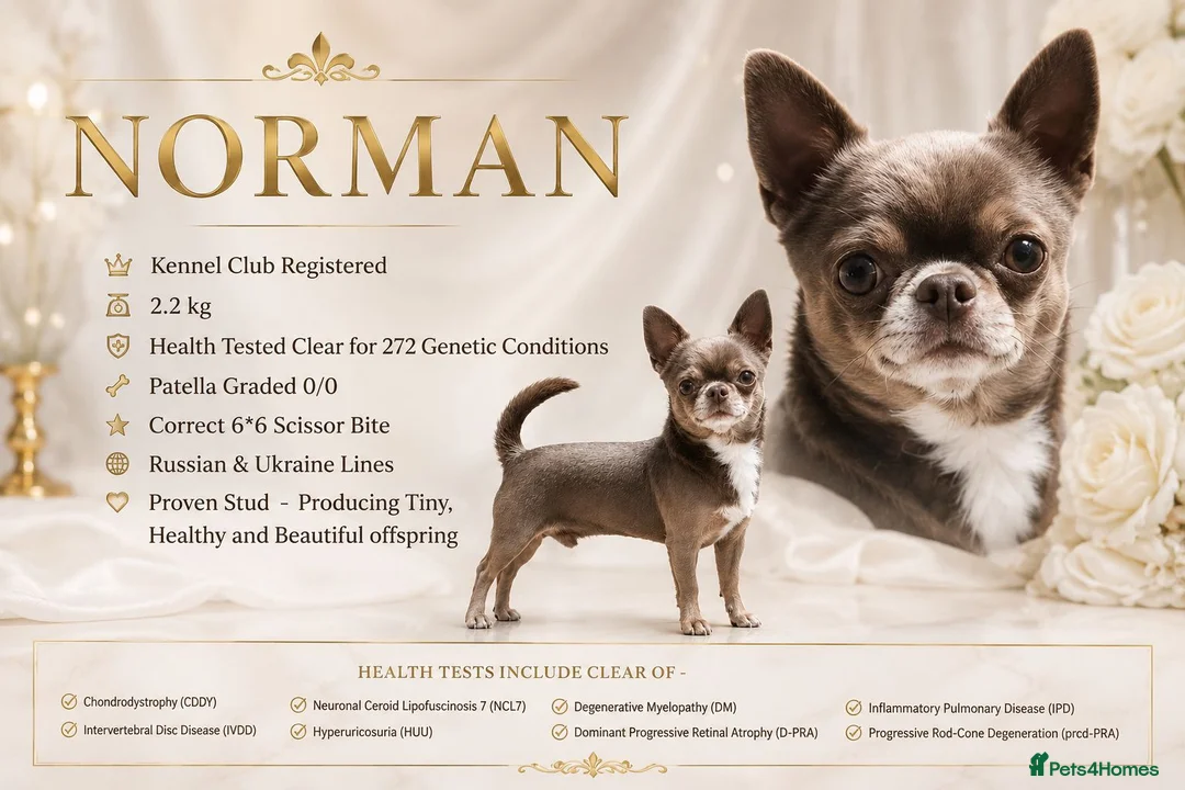 Chihuahua dogs for stud: KC reg-Health tested-PROVEN  - Advert 1