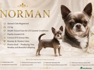 Chihuahua dogs KC reg-Health tested-PROVEN - Advert 4