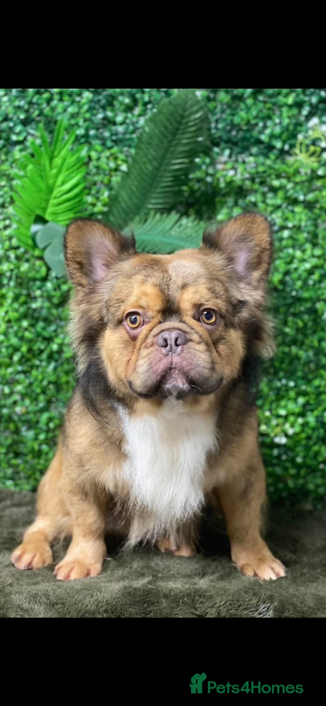 French Bulldog dogs for sale: Fluffy French bulldog pups - Advert 7