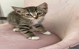 Mixed Breed cats for sale: ADOPT NOW! SWEET BLACK TUXEDO MALE TABBY LEFT - Image 13