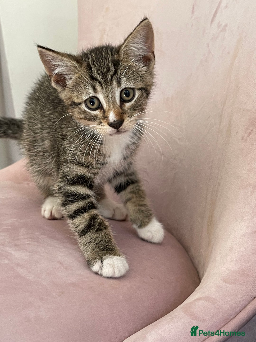 Mixed Breed cats for sale: ADOPT NOW! SWEET BLACK TUXEDO MALE TABBY LEFT - Image 13