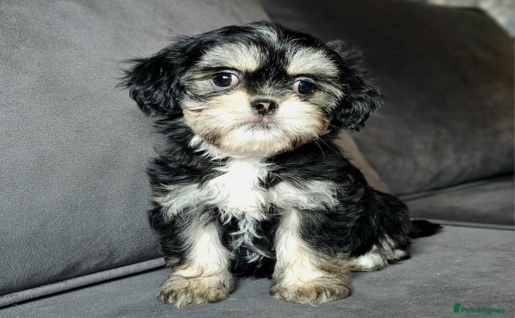 Shih Tzu dogs - Advert 1
