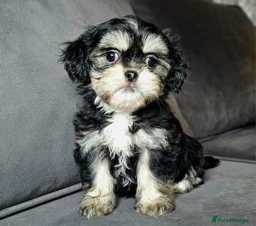 Shih Tzu dogs - Advert 2
