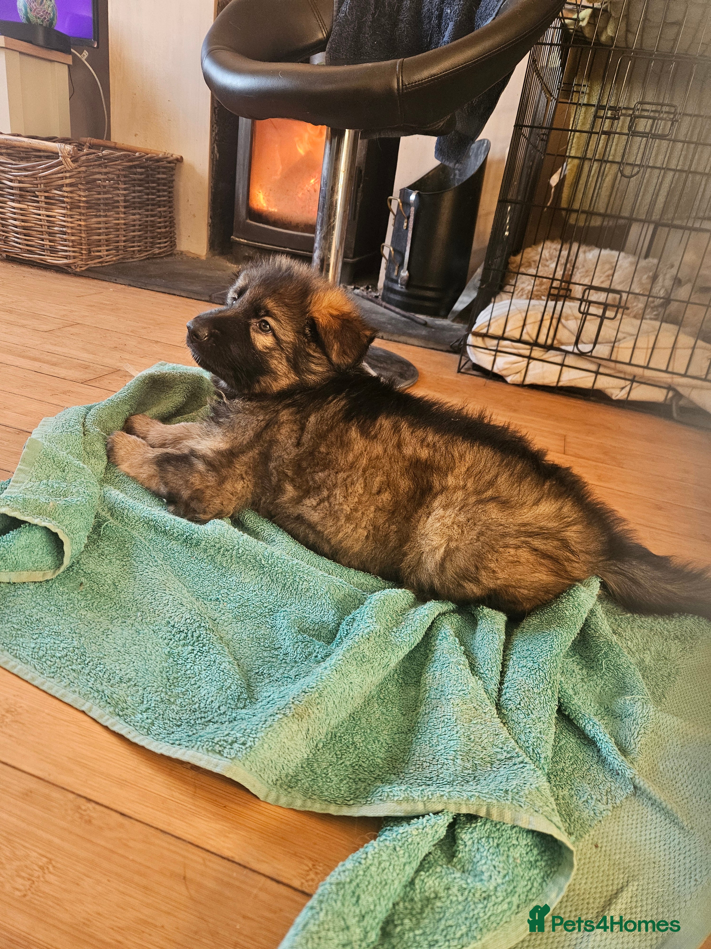 German Shepherd dogs 5 gorgeous german shepherd puppies for sale  - Advert 6