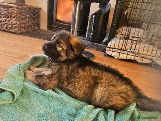 German Shepherd dogs 5 gorgeous german shepherd puppies for sale - Advert 16