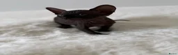 Sphynx cats for sale: Stunning sphinx kittens  - Advert 19