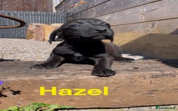 Mixed Breed dogs for sale: Stunning DNA heath test Collie x Hungarian Viszla - Image 21