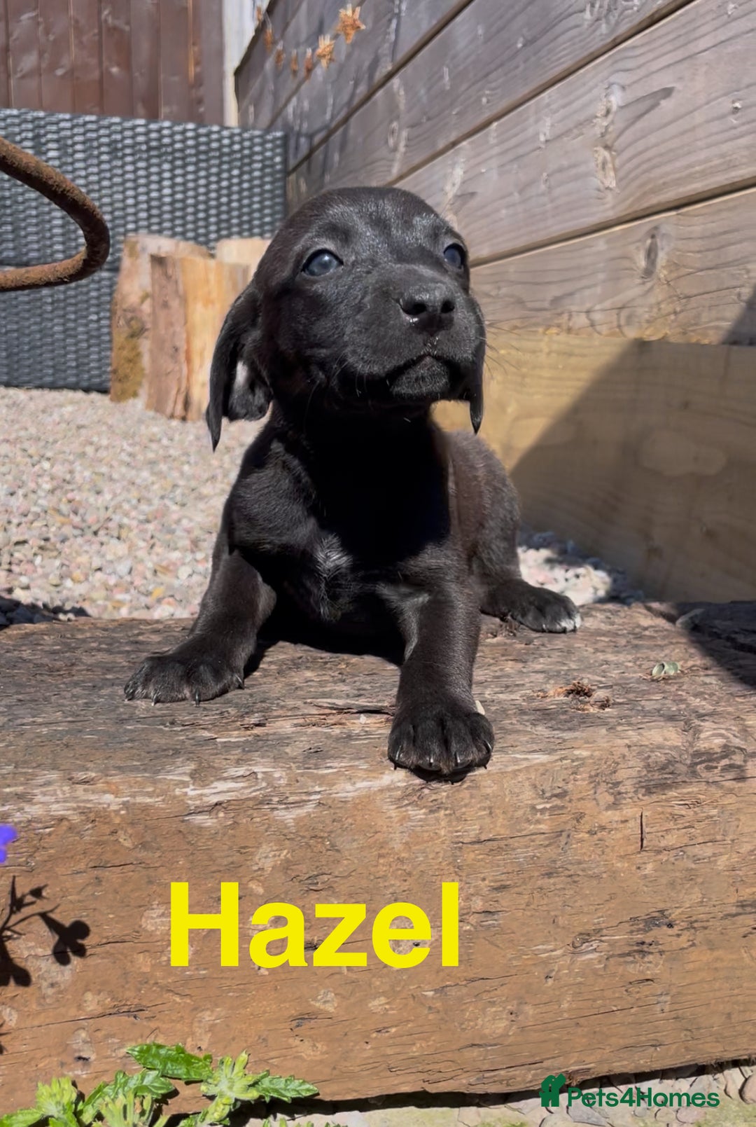 Mixed Breed dogs for sale: Stunning DNA heath test Collie x Hungarian Viszla - Image 21