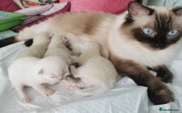 Ragdoll cats for sale: Ragdoll Kittens - Image 16