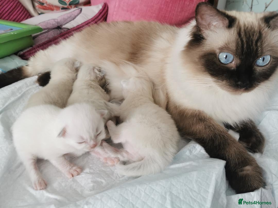 Ragdoll cats for sale: Ragdoll Kittens - Image 16