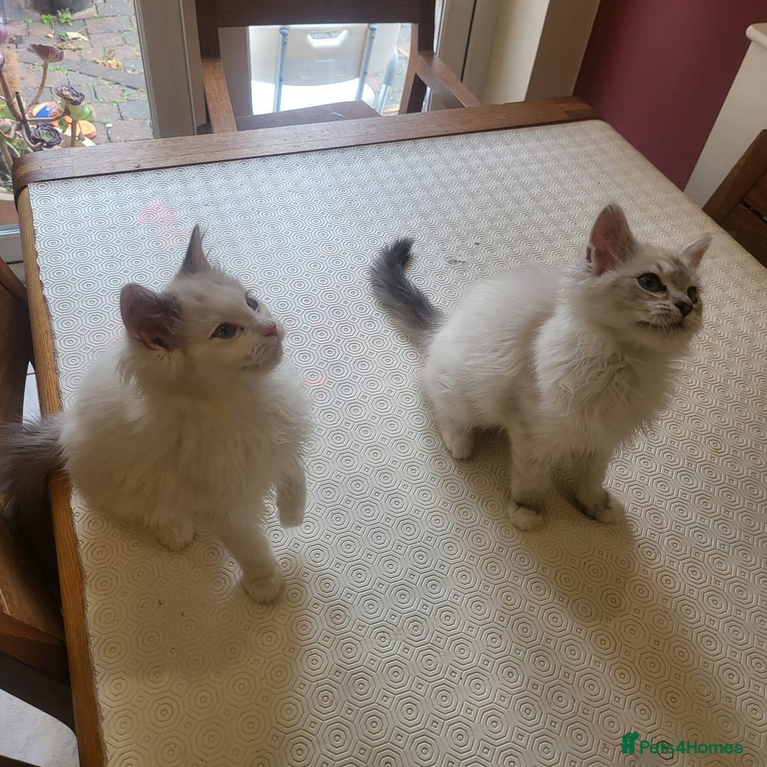 Ragdoll cats for sale:  ragdoll - Image 20