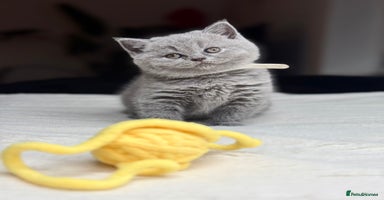 Scottish Fold cats - Advert 16
