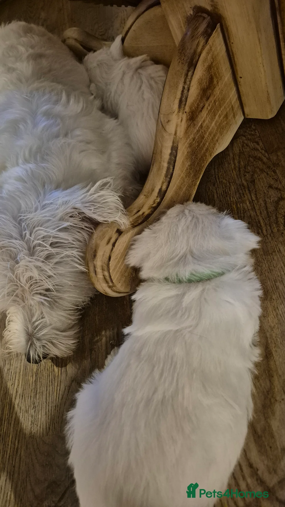 West Highland Terrier dogs for sale: 3 gorgeous Westie boys - "Ron, Fred & George" - Advert 3