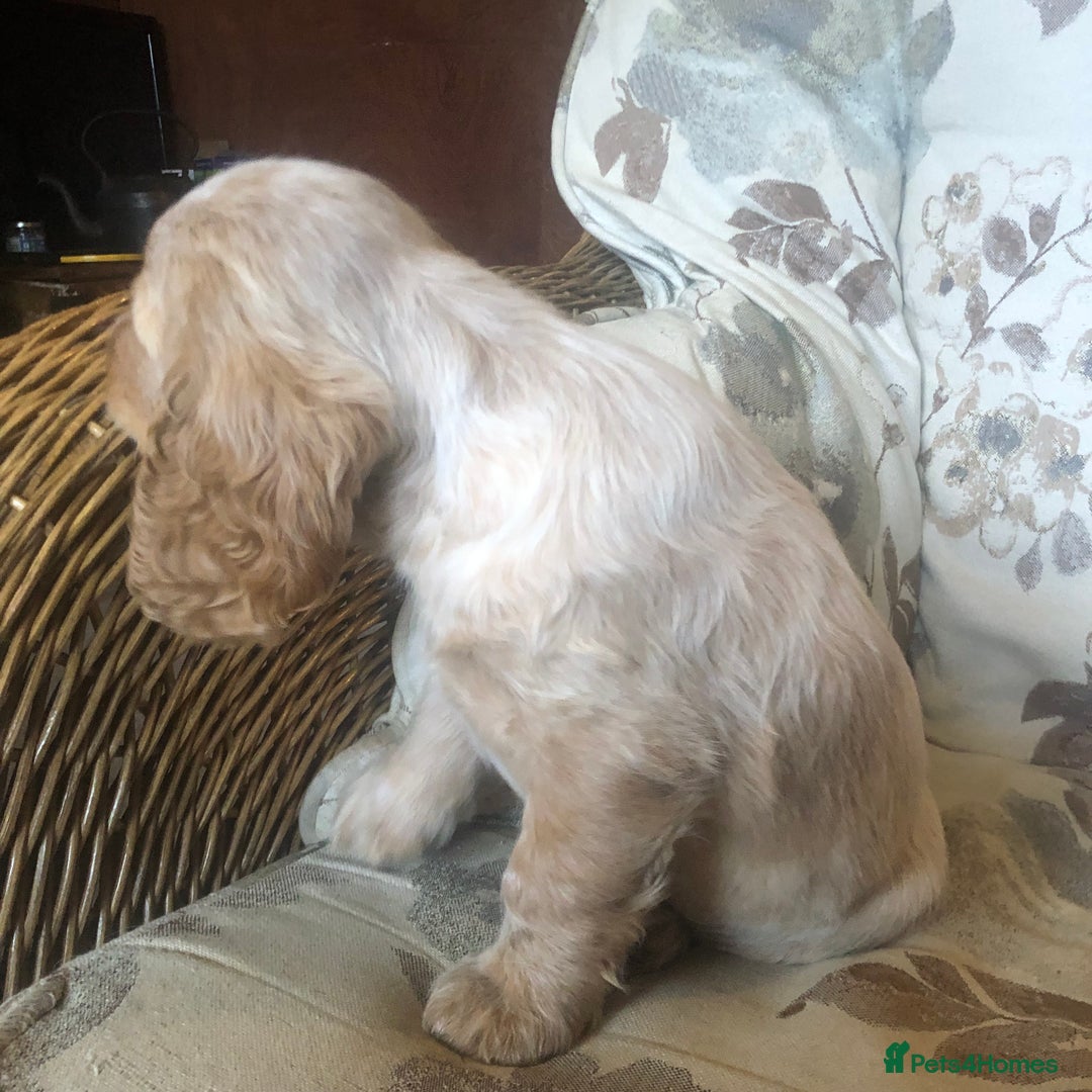 Cocker Spaniel dogs for sale: 4 stunning cocker spaniel puppies  - Image 9