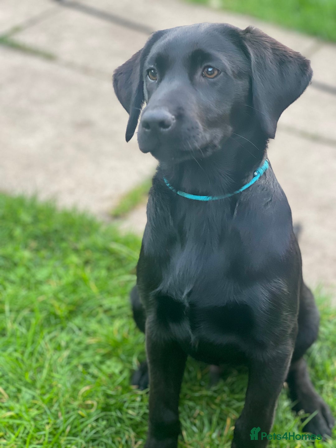 Labrador Retriever dogs for sale: KC Registered Black Labrador Pups 🐾 - Image 38