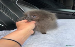 Pomeranian dogs for sale:  Pomeranian blue Girl  - Image 8