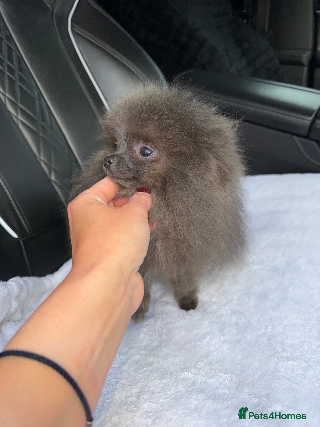 Pomeranian dogs for sale:  Pomeranian blue Girl  - Image 8