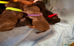 Cocker Spaniel dogs for sale: 🐾 Adorable Cocker Spaniel Puppies - Ready Soon!🐾 - Advert 22