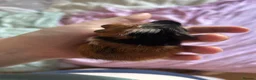 Guinea Pig rodents for sale: Guinea pig brothers for rehoming in Cambridge - Advert 4