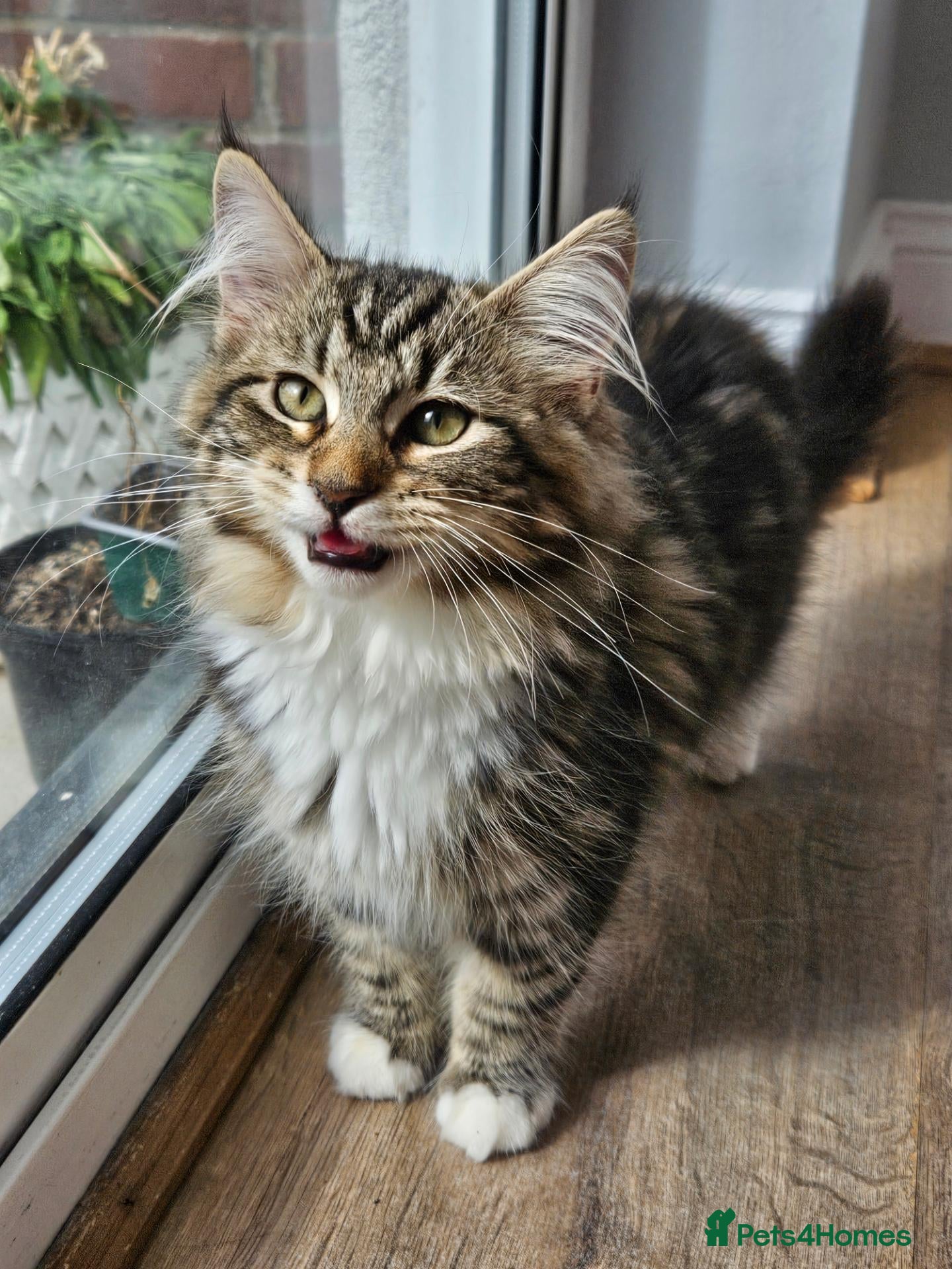 Maine Coon cats for sale: Exceptionally beautiful last 2 Main Con girls - Advert 2