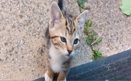 Mixed Breed cats for sale: Stunning kittens for sale  - Image 10