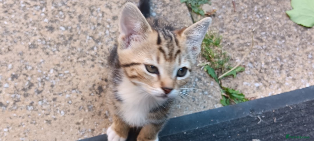 Mixed Breed cats for sale: Stunning kittens for sale  - Image 10