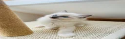 Ragdoll cats for sale: Beautiful ragdoll kittens blue and mitted - Advert 3