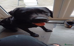 Labrador Retriever dogs for stud: Labrador Retriever available for stud - Image 1