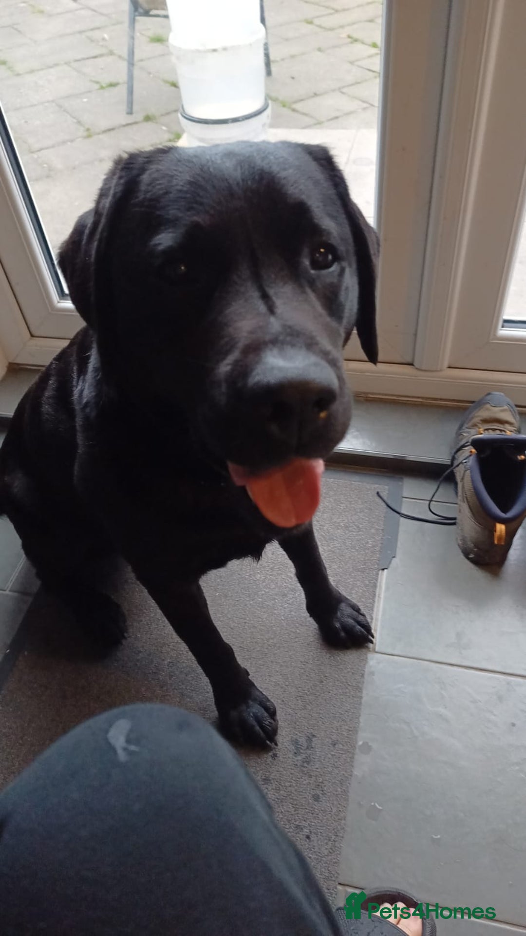 Labrador Retriever dogs for stud: Labrador Retriever available for stud - Image 1