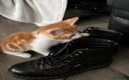 Mixed Breed cats for sale: 1 Gorgeous little boy left  - Image 12