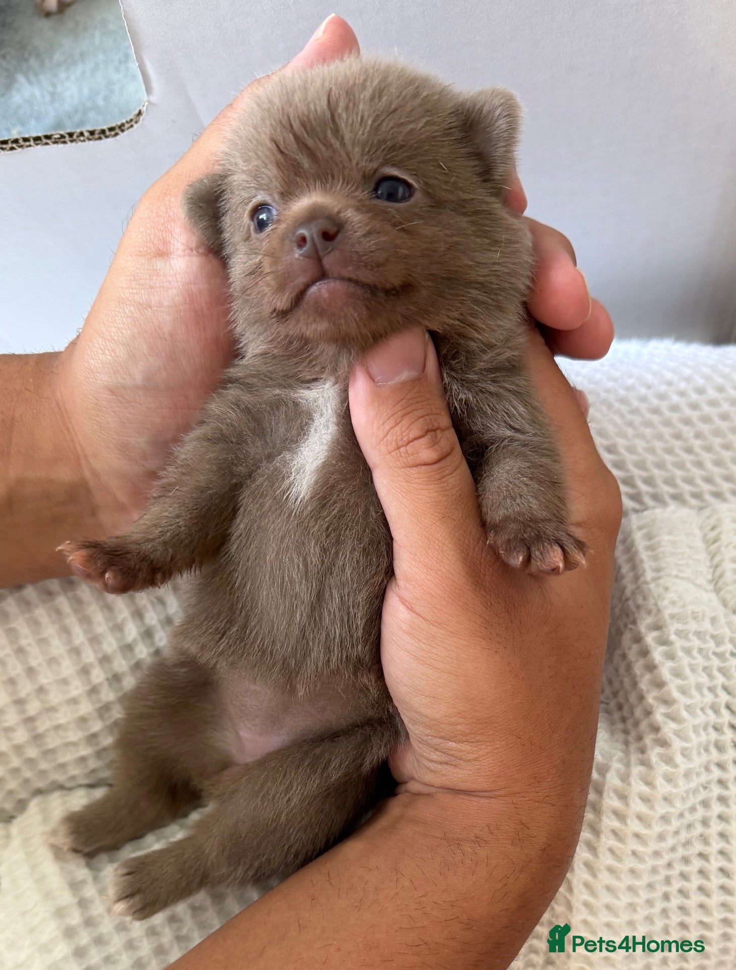 Chihuahua dogs Tiny Teddy bear 🧸 Chihuahuas READY 06/10/2026 - Advert 6