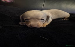 Miniature Dachshund dogs for sale: Stunning little boys - Image 8