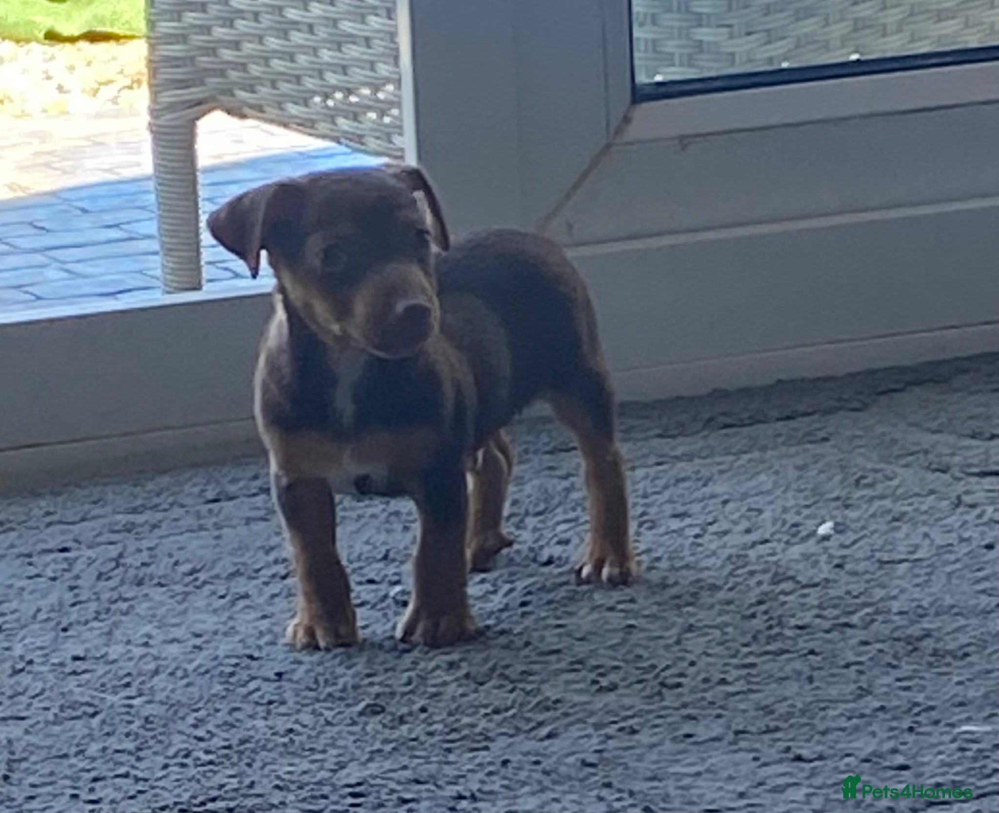 Jack Russell dogs Miniature jack Russell boy really now  - Advert 14