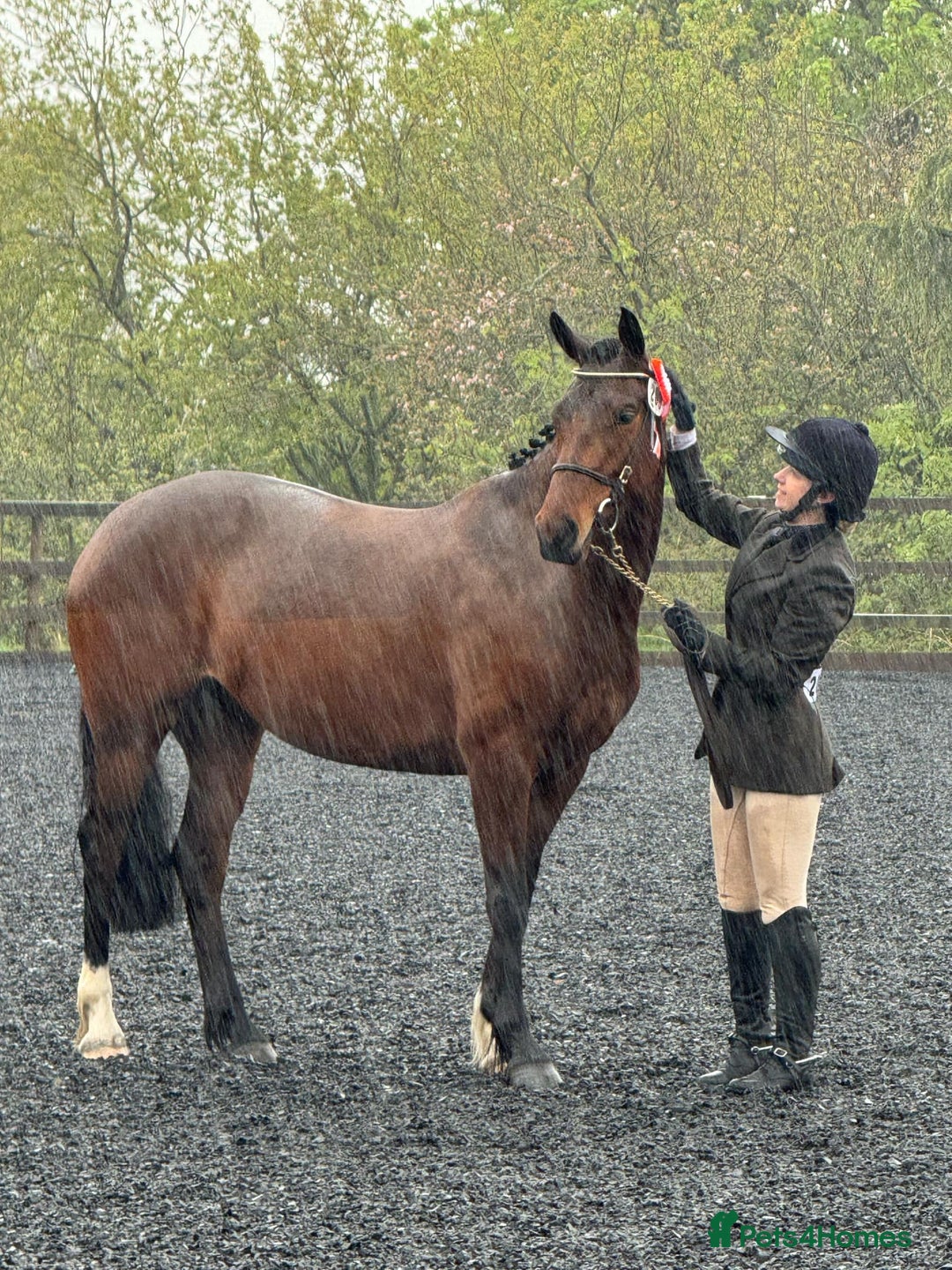 Welsh Section D horses for sale: Beautiful Welsh partbred mare  - Image 3