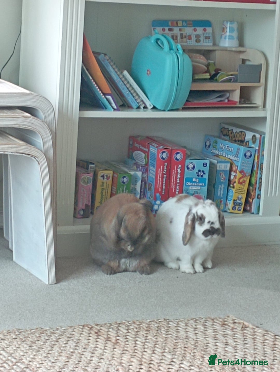 French Lop rabbits for sale: Very friendly lop eared rabbits, neutered  - Advert 2