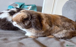 Mini Lop rabbits for sale: 🤎 Autumn & Freddo 🤎  - Image 3