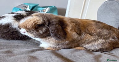 Mini Lop rabbits - Advert 5