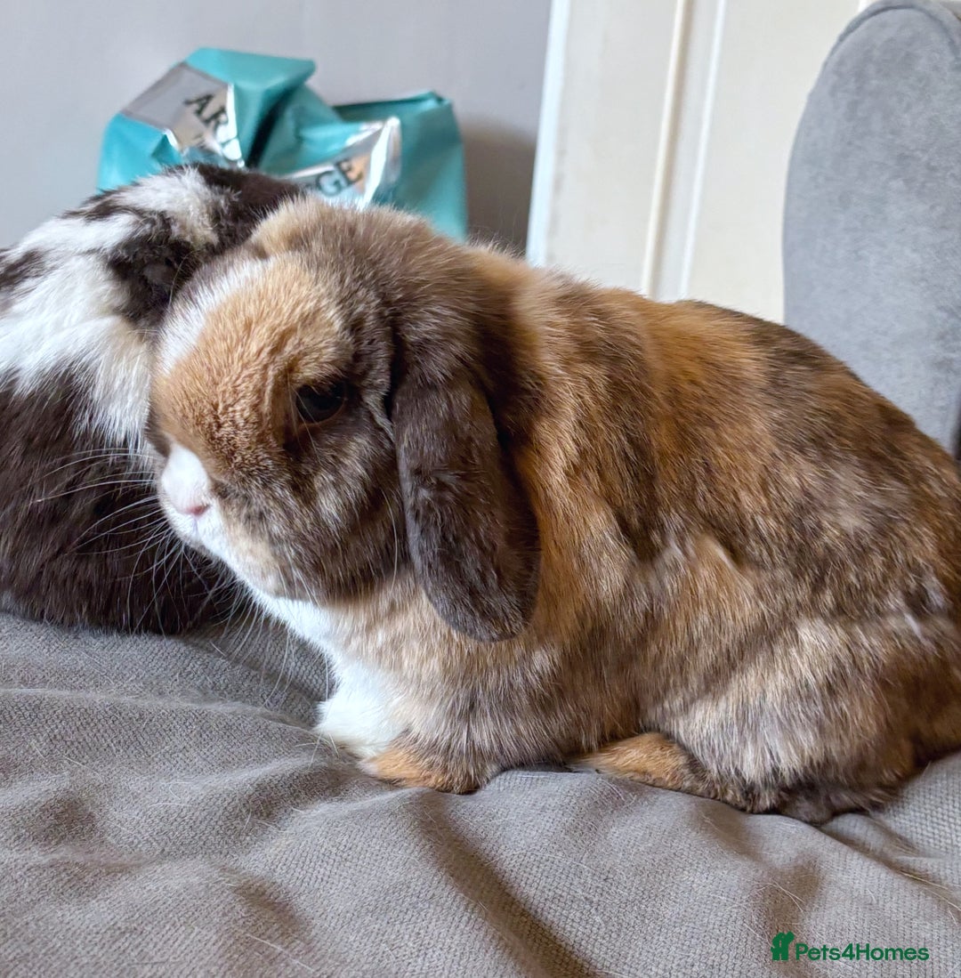 Mini Lop rabbits for sale: 🤎 Autumn & Freddo 🤎  - Image 3