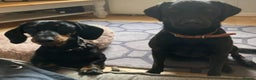 Miniature Dachshund dogs for sale: Beautiful KC miniature dachshund puppies - Advert 12