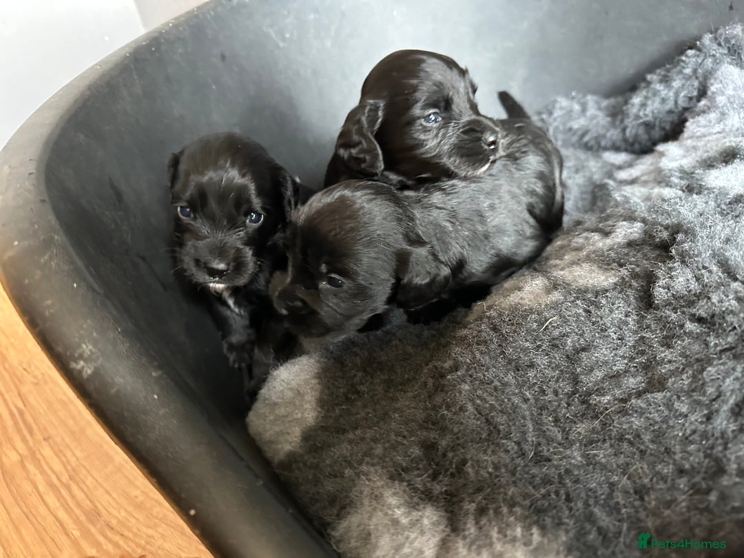 Cocker Spaniel dogs for sale: Kennel Club reg’d Cocker Puppies - Image 15