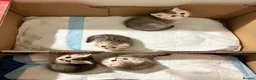 Scottish Fold cats for sale: Beautiful Scottish Fold Kittens — for Loving Homes - Advert 2