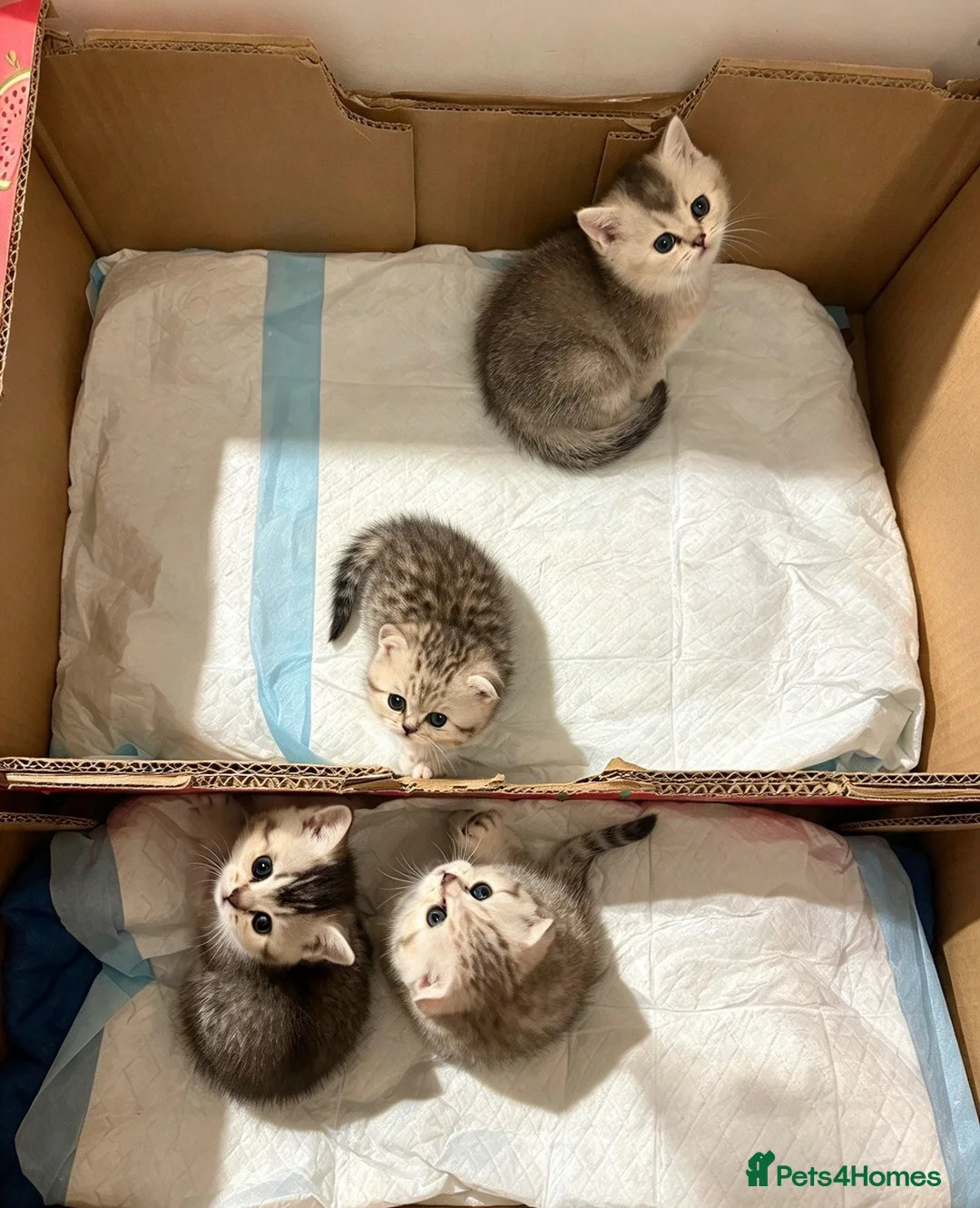 Scottish Fold cats for sale: Beautiful Scottish Fold Kittens — for Loving Homes - Advert 2