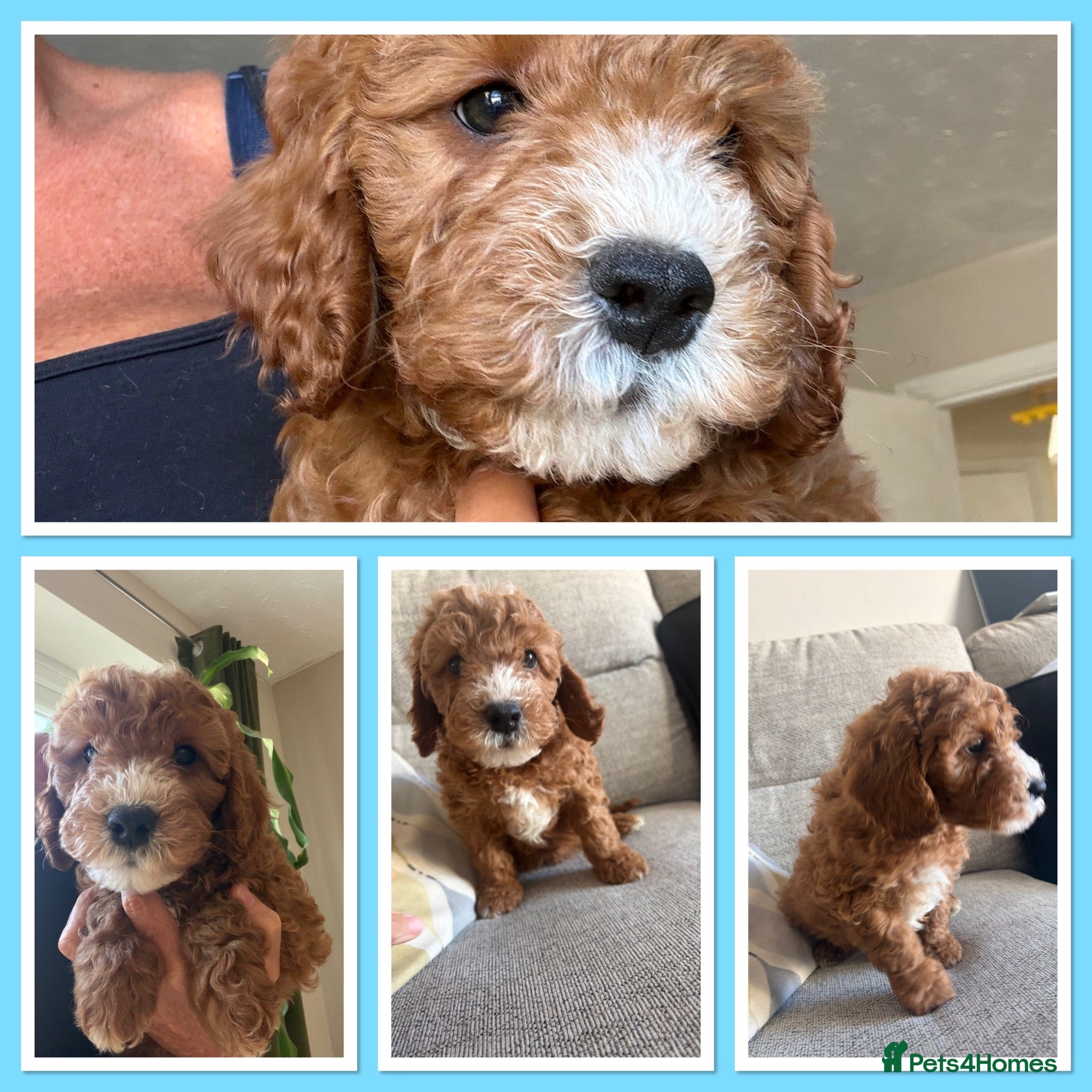 Cavapoo dogs Gorgeous F1B Cavapoo puppies - Advert 2