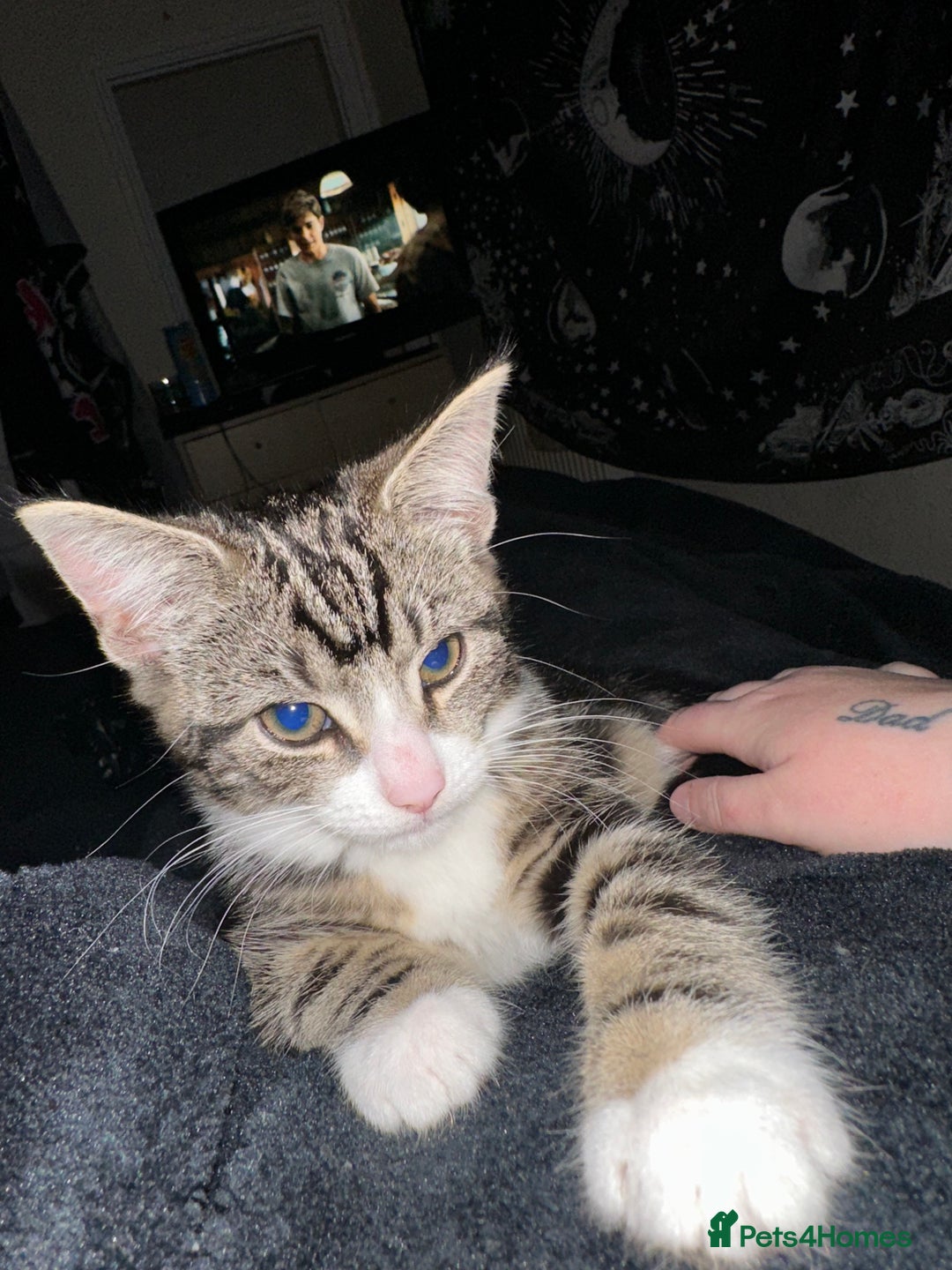 Mixed Breed cats for sale: Tabby female  - Advert 3